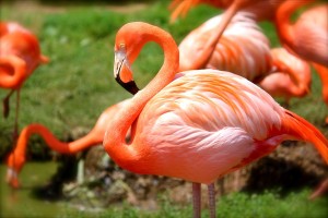 naples-zoo-in-the-spring-time